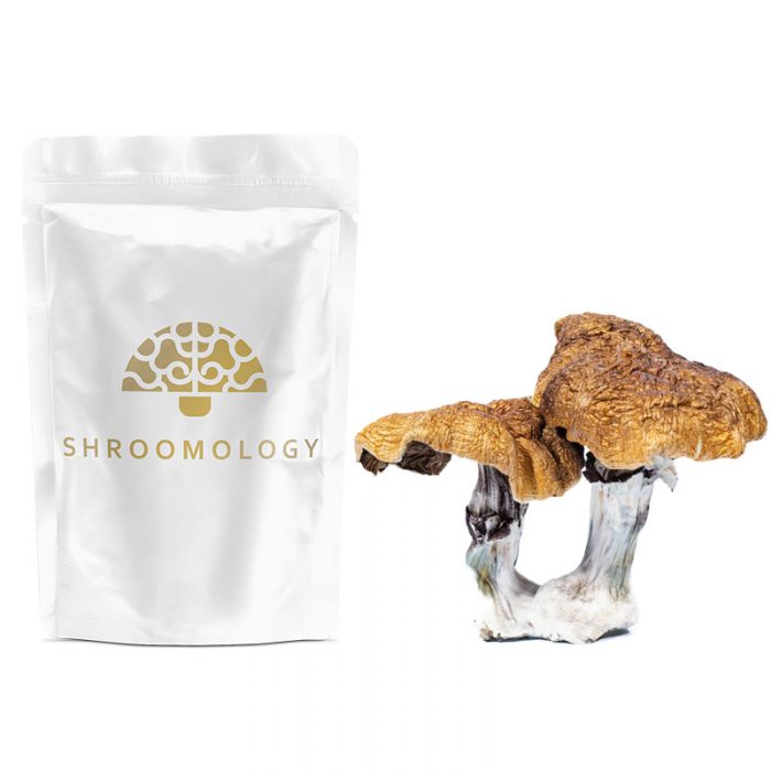 Shroomology – Dried Shrooms