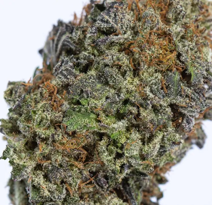 Grand Daddy Purple Weed Strain