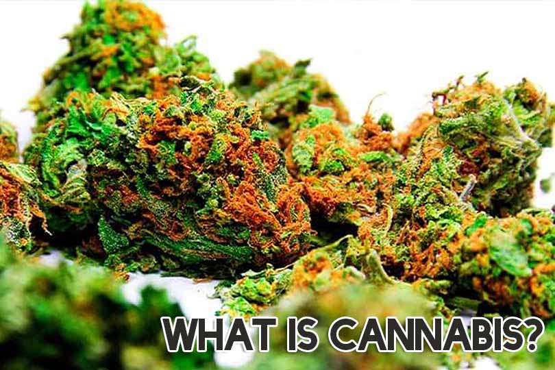 What is Cannabis