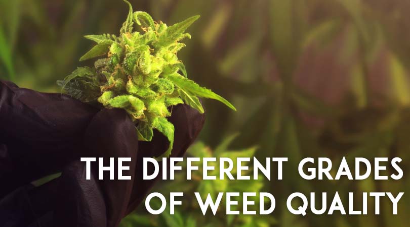 The Different Grades of Weed Quality