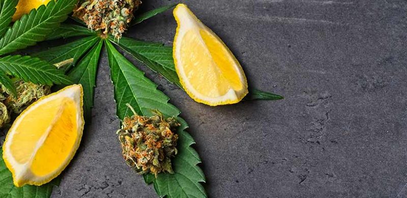 What are Terpenes?