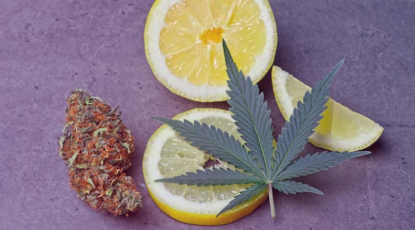 Ooh, That Smell! What are Terpenes