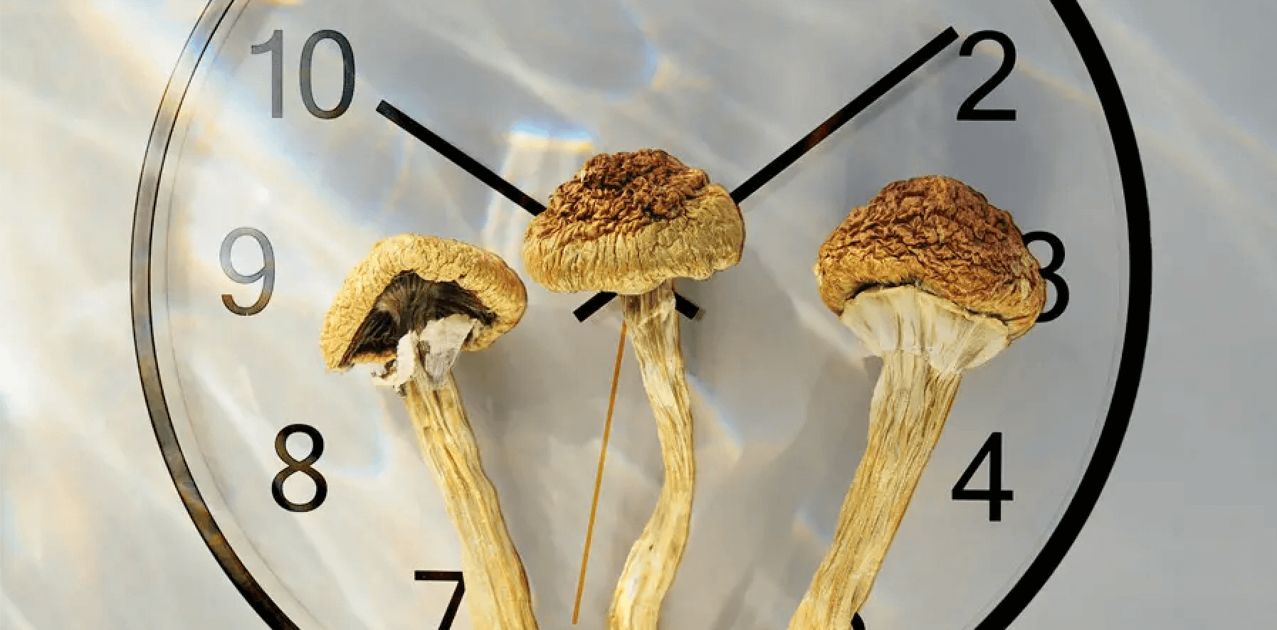 Benefits of Psilocybin