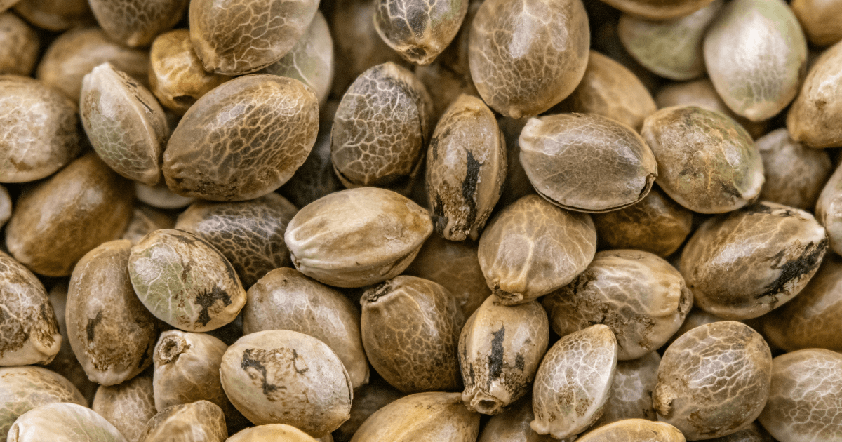 What are Cannabis Seeds?