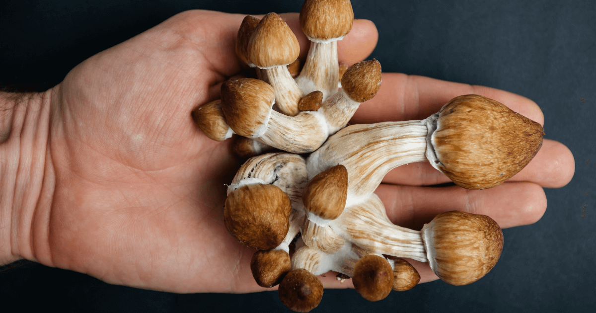 What Options Are Available to Buy Shrooms in Canada?