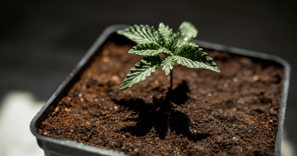 How To Grow Weed Seeds