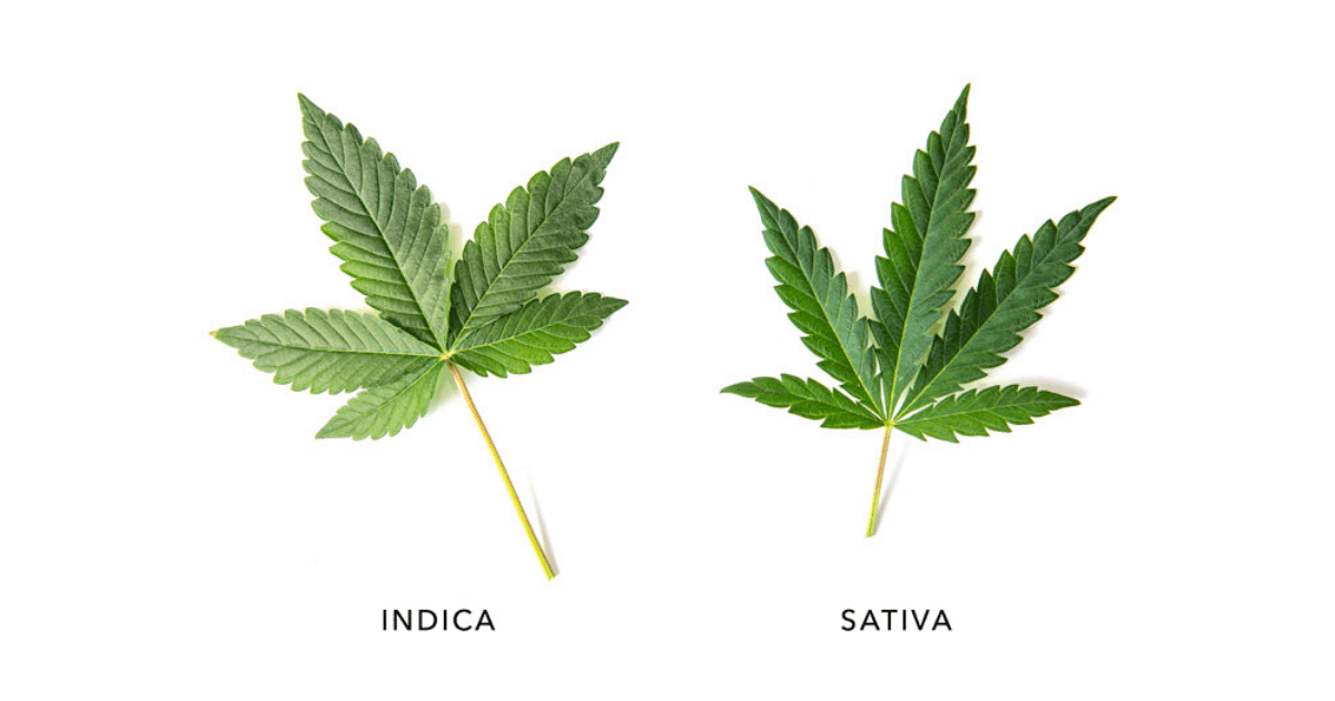 What Is Indica Cannabis?